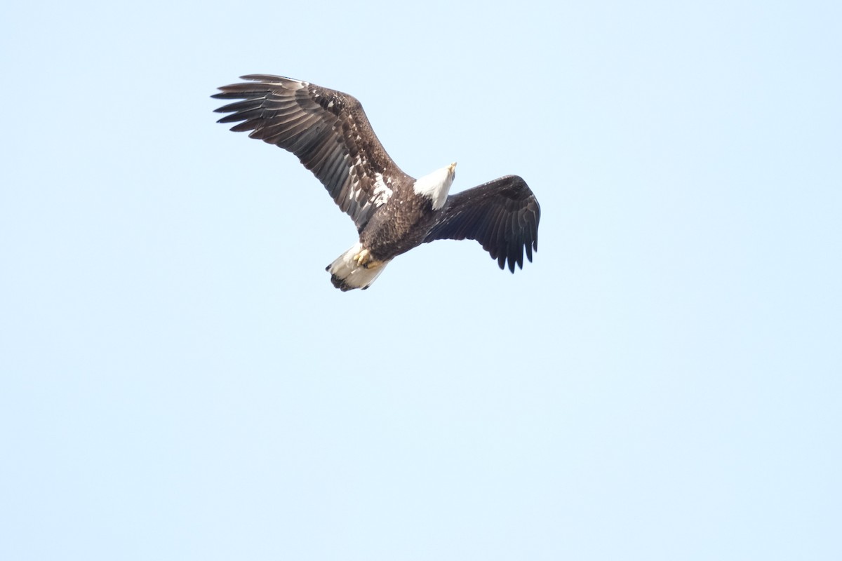 Bald Eagle - ML613032876