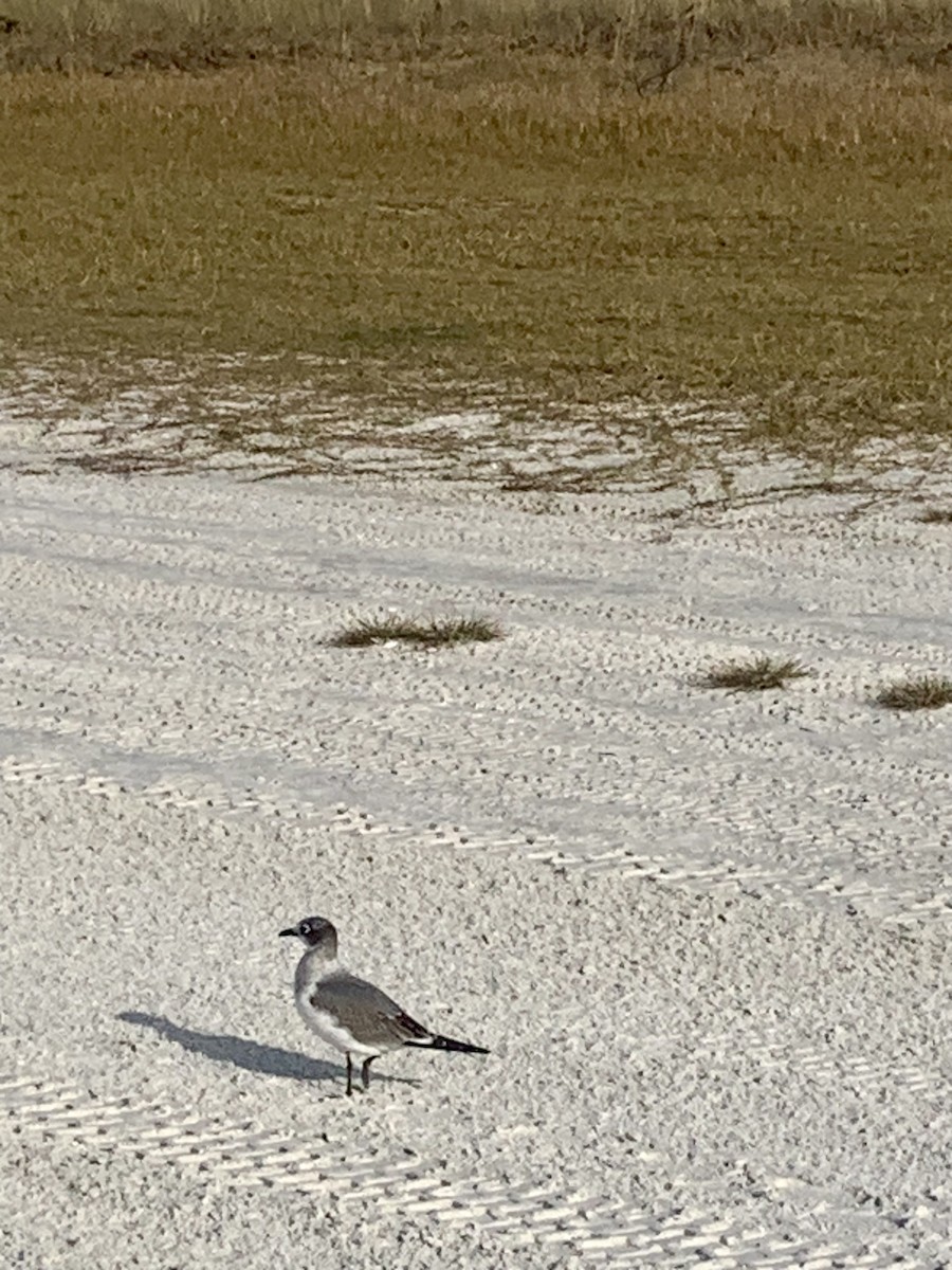 Franklin's Gull - L. Scott Milne