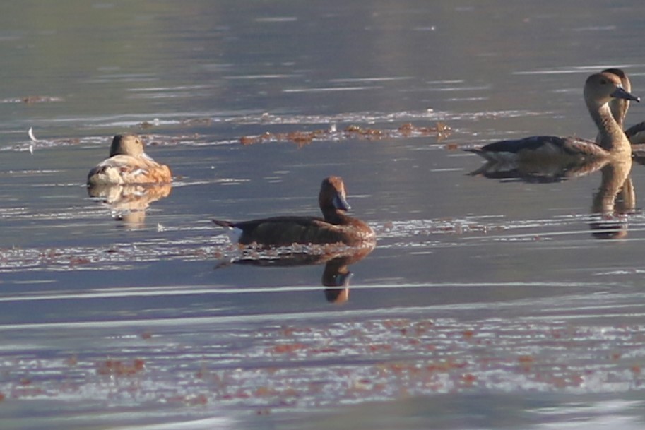 Ferruginous Duck - ML613032909