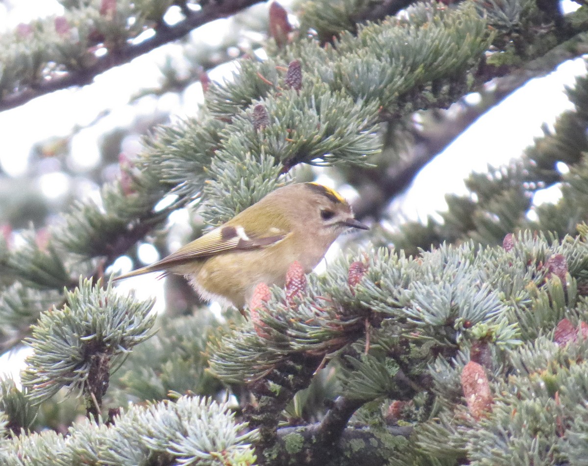 Goldcrest - ML613032938