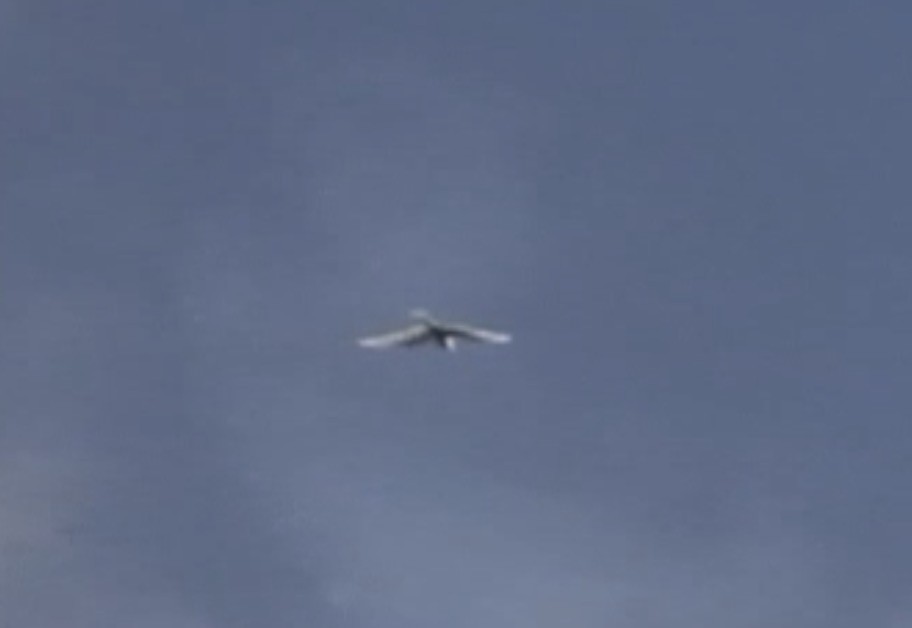 White Tern (Pacific) - ML613032969