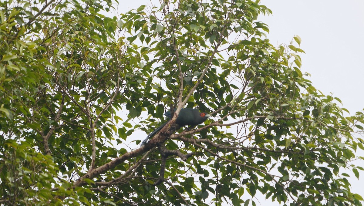 Chestnut-bellied Malkoha - ML613032980