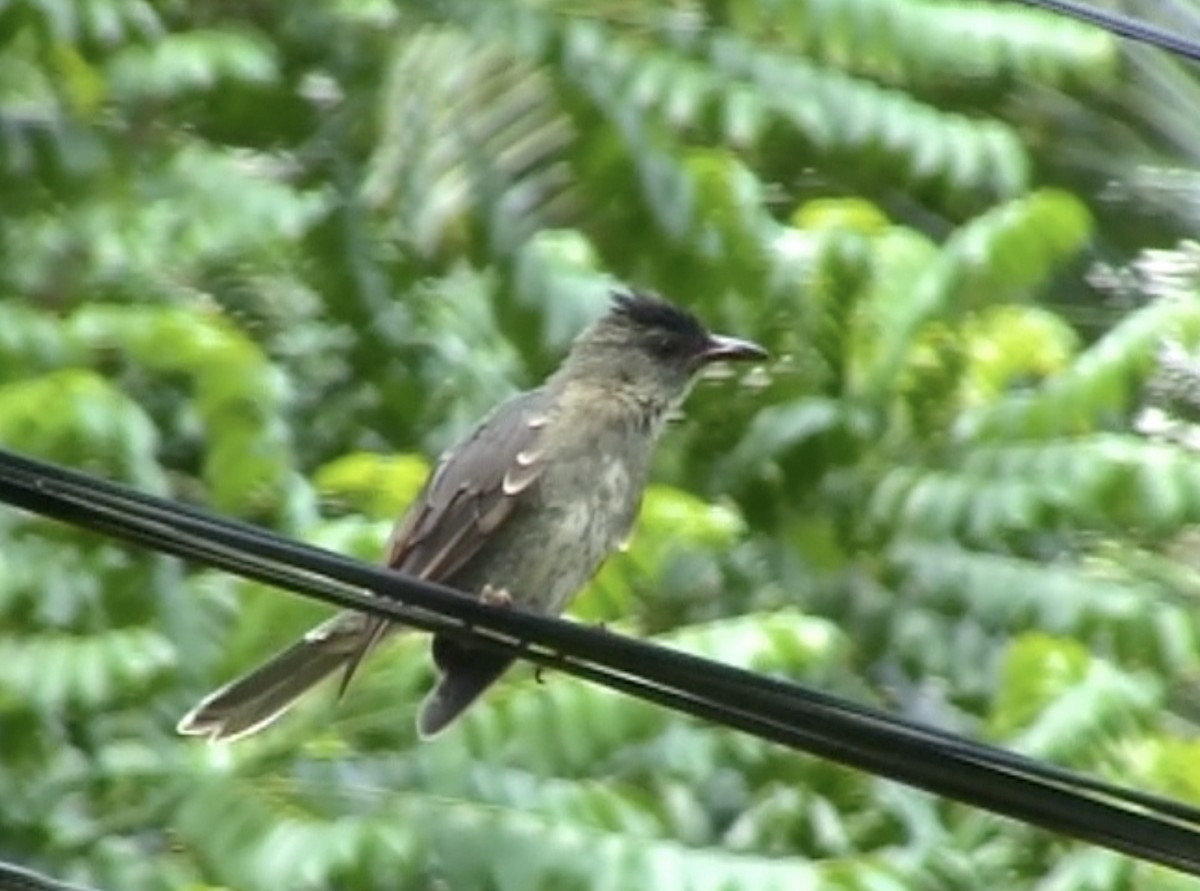 Seychelles Bulbul - ML613033106