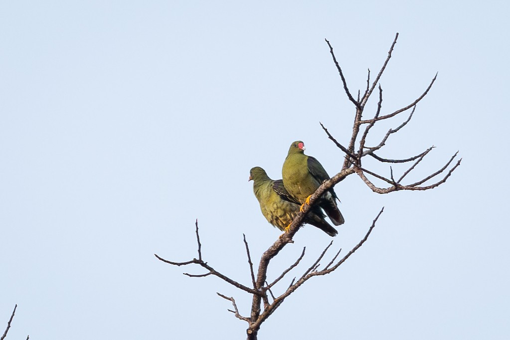 African Green-Pigeon - ML613033121