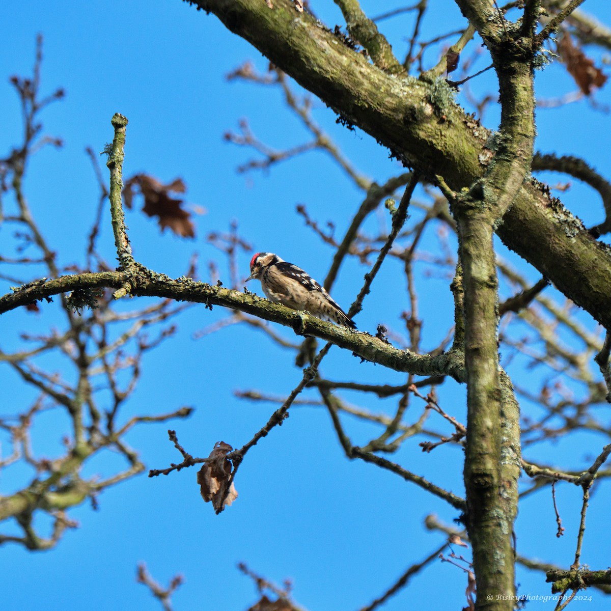 Lesser Spotted Woodpecker - ML613033209
