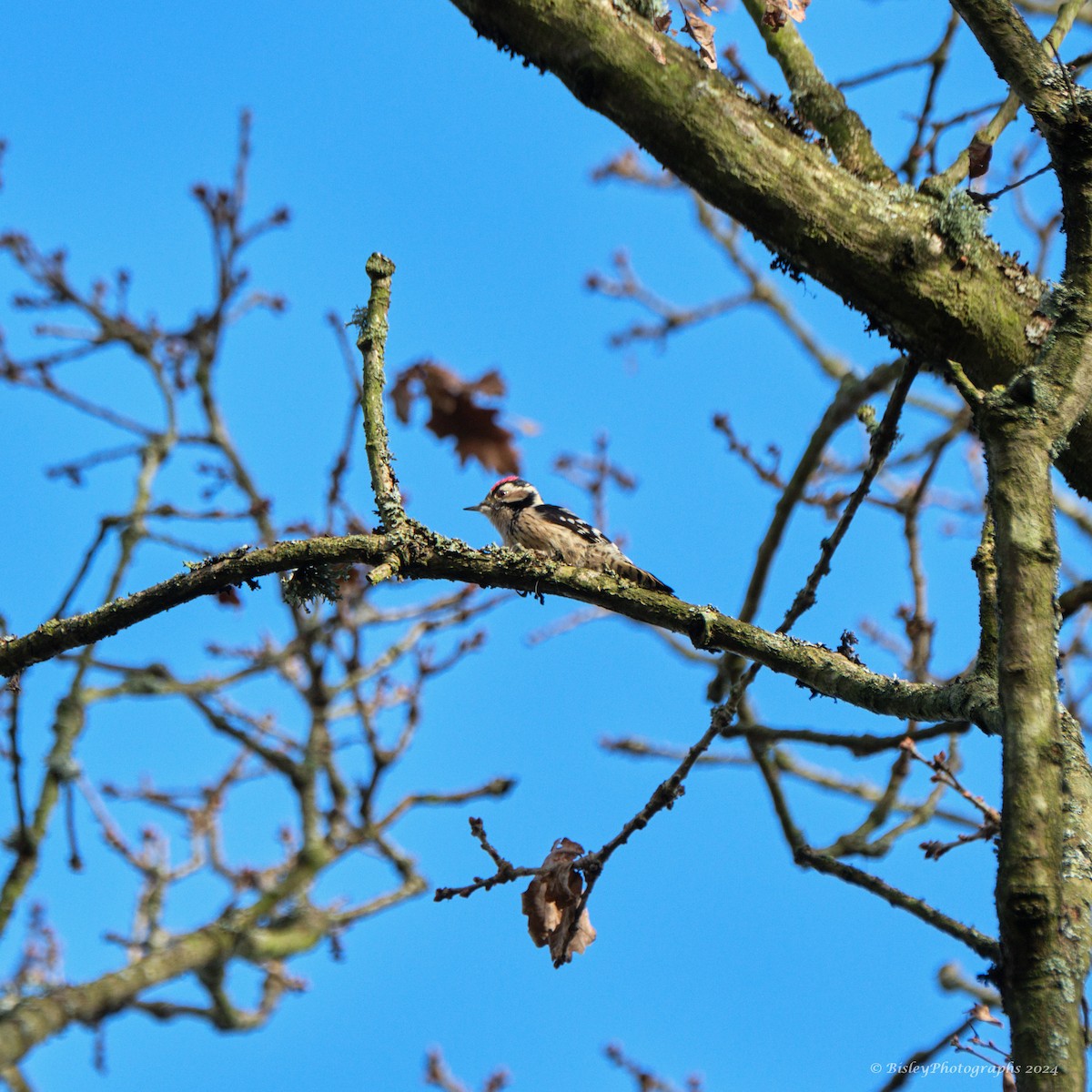 Lesser Spotted Woodpecker - ML613033210