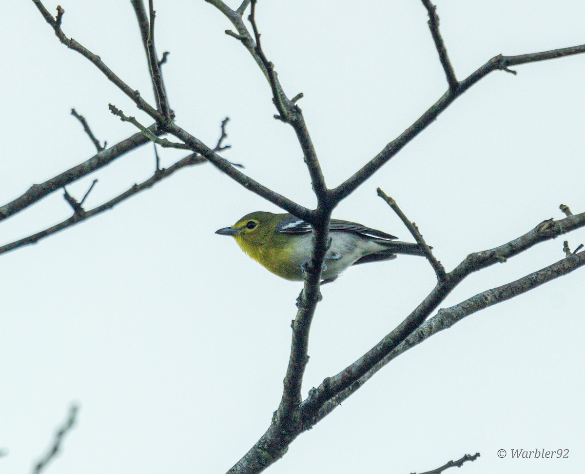 Gelbkehlvireo - ML613033234