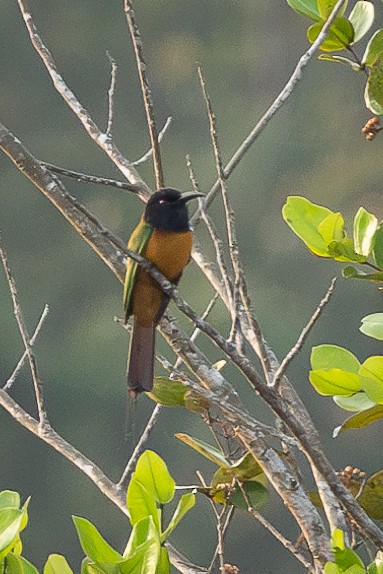 Black-headed Bee-eater - ML613033237