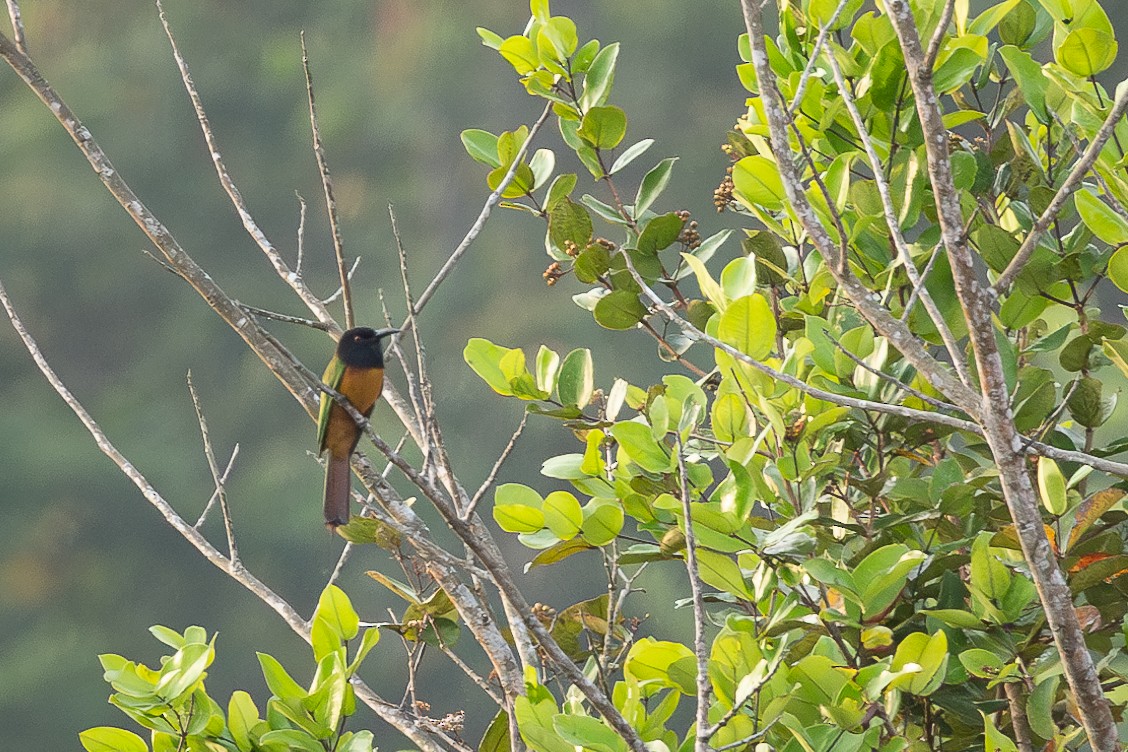 Black-headed Bee-eater - Anders Peltomaa