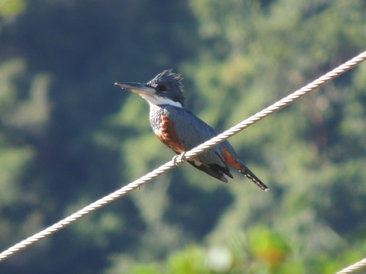 Ringed Kingfisher - ML613033250