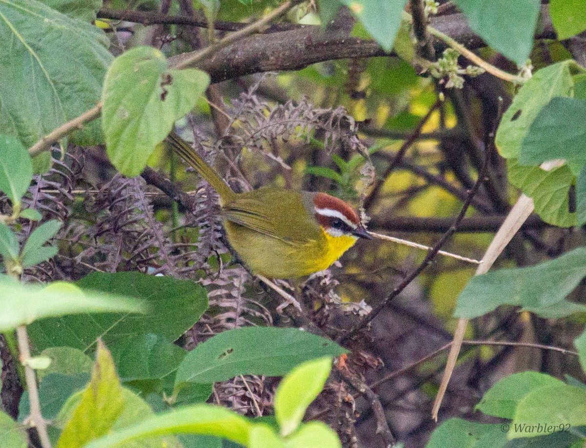 Rufous-capped Warbler (salvini) - ML613033260