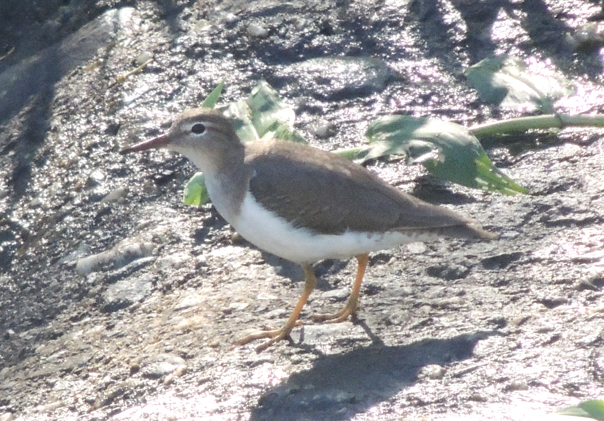 Spotted Sandpiper - Carolina Dávila