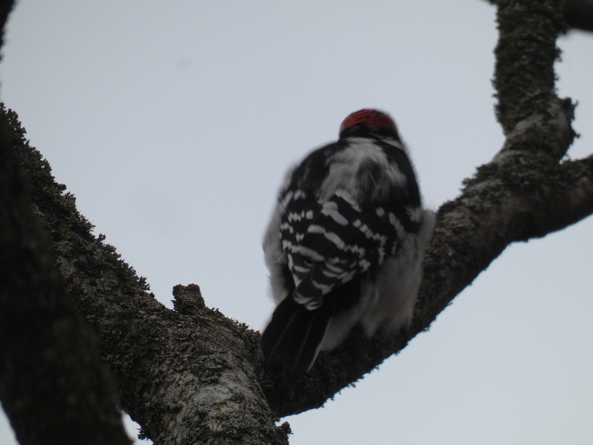 Downy Woodpecker - ML613033434