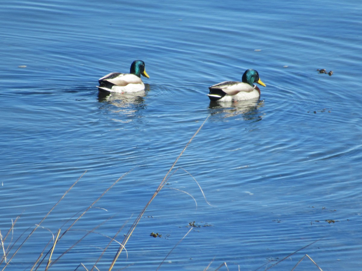 Canard colvert - ML613033473