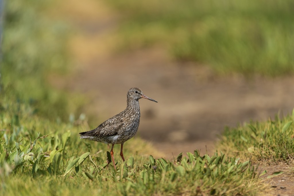 Common Redshank - ML613033508