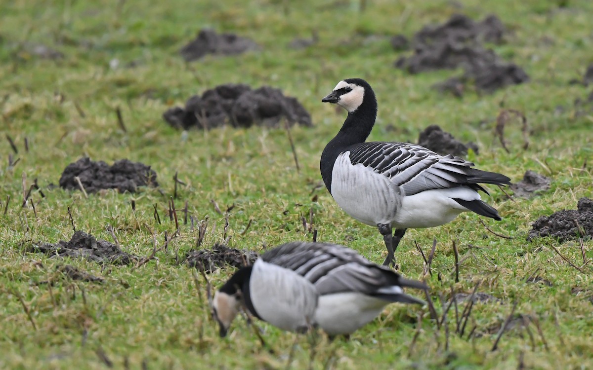 Barnacle Goose - ML613033509