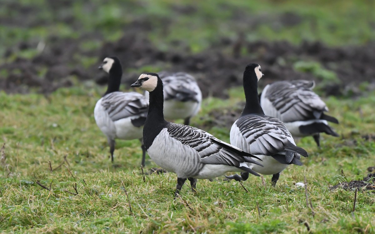 Barnacle Goose - ML613033510