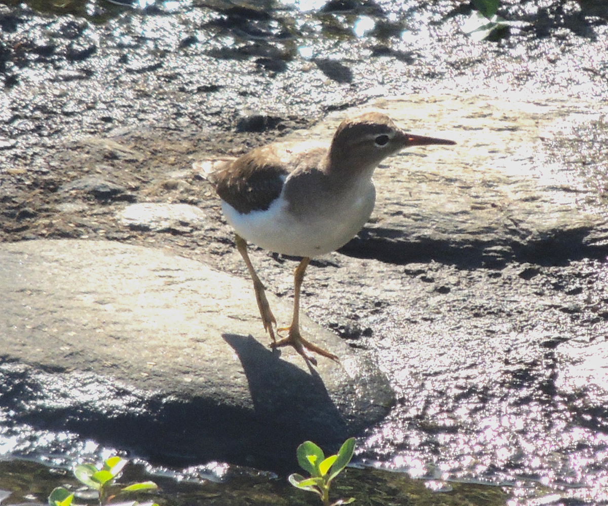 Spotted Sandpiper - Carolina Dávila