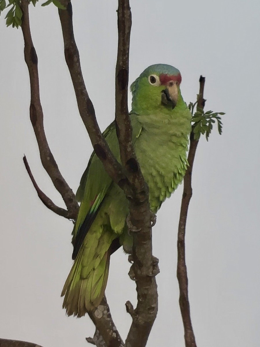 Red-lored Parrot - ML613033536