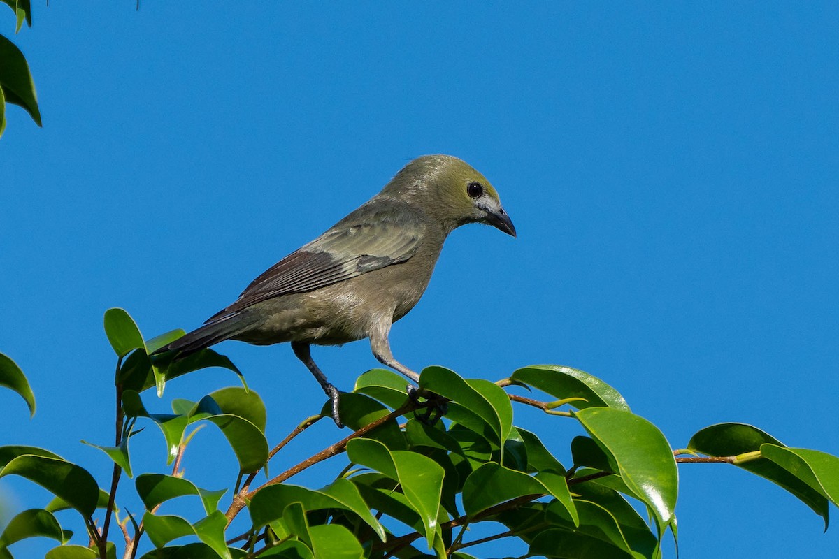 Palm Tanager - ML613033537