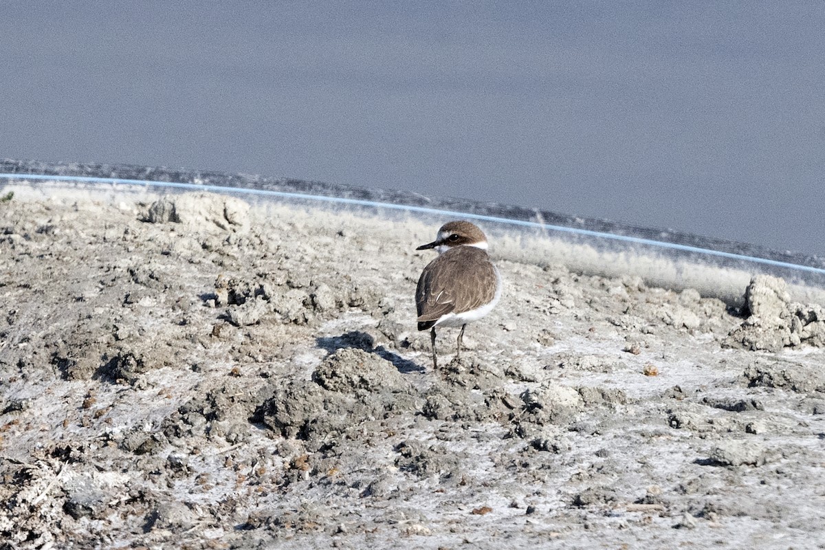 Kentish Plover - ML613033586