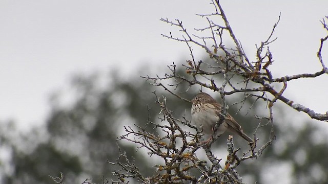 Vesper Sparrow - ML613033587