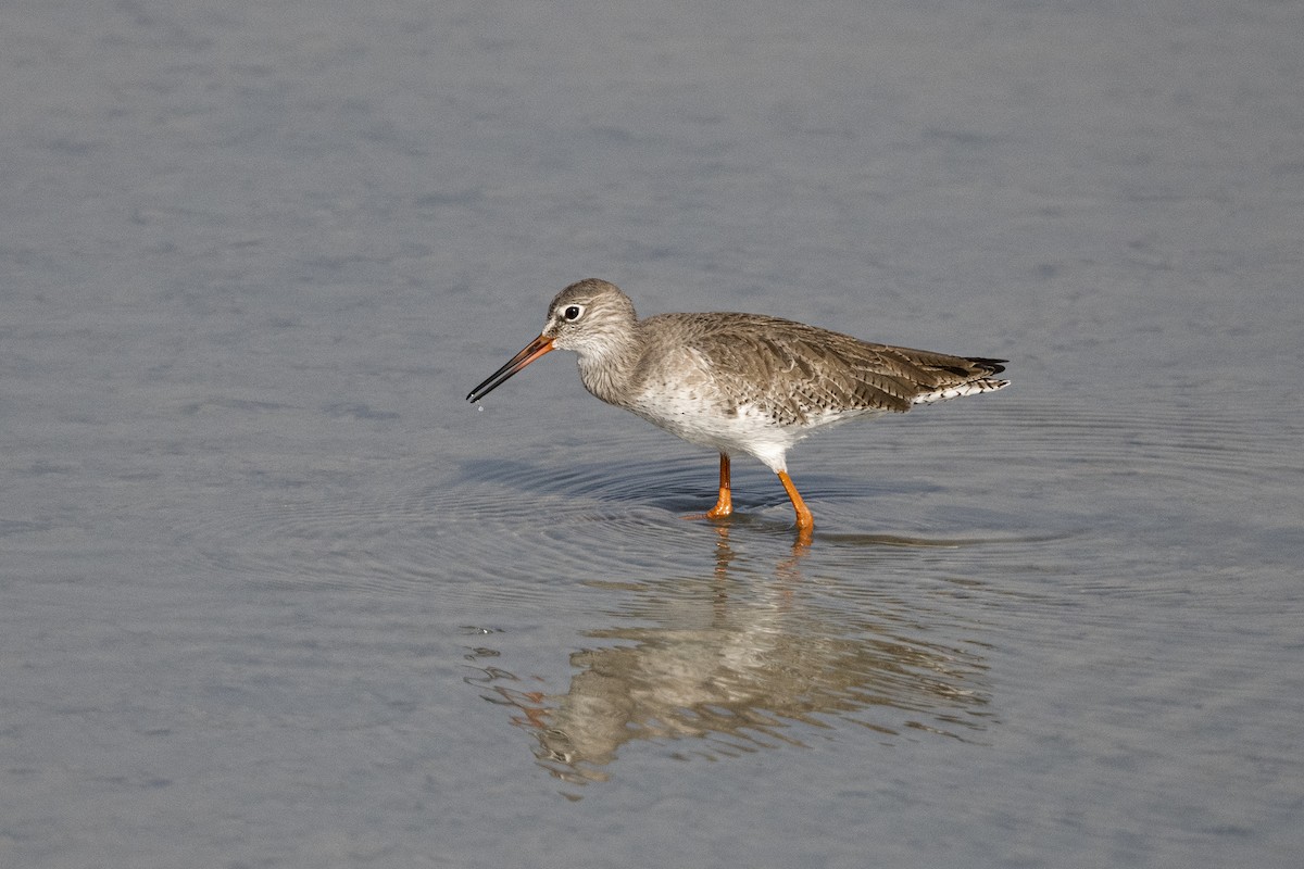 Common Redshank - ML613033597