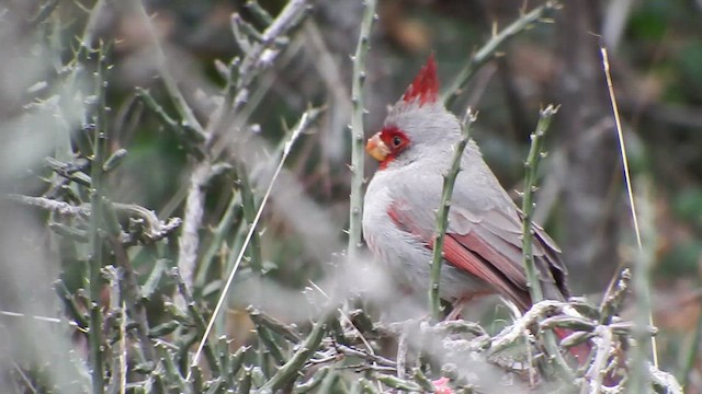 ørkenkardinal - ML613033600