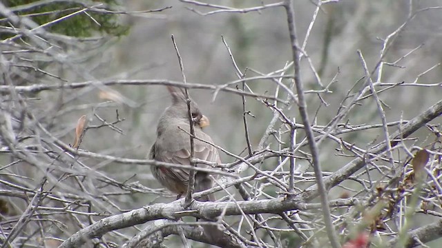 ørkenkardinal - ML613033601