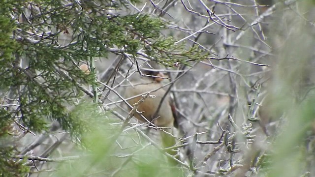 ørkenkardinal - ML613033603