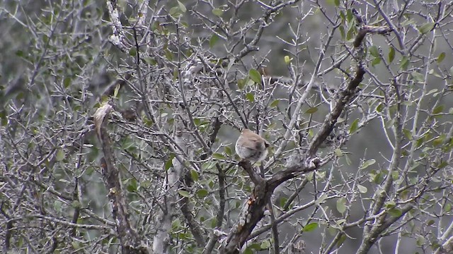Bewick's Wren - ML613033622