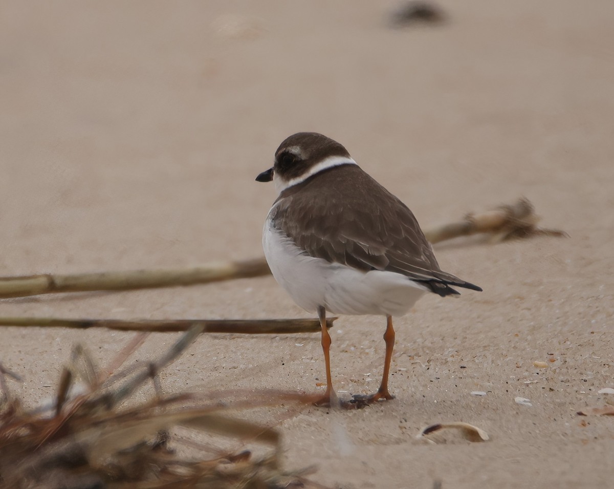 Semipalmated Plover - ML613033628