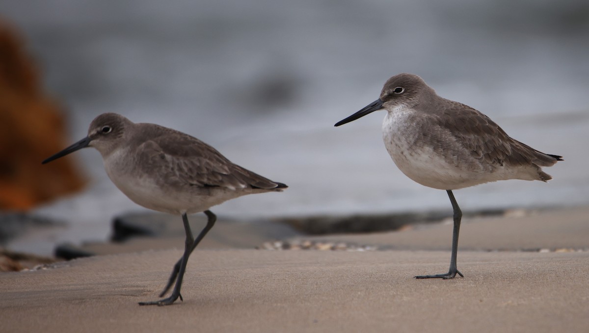 Willet (Western) - Jim Stasz