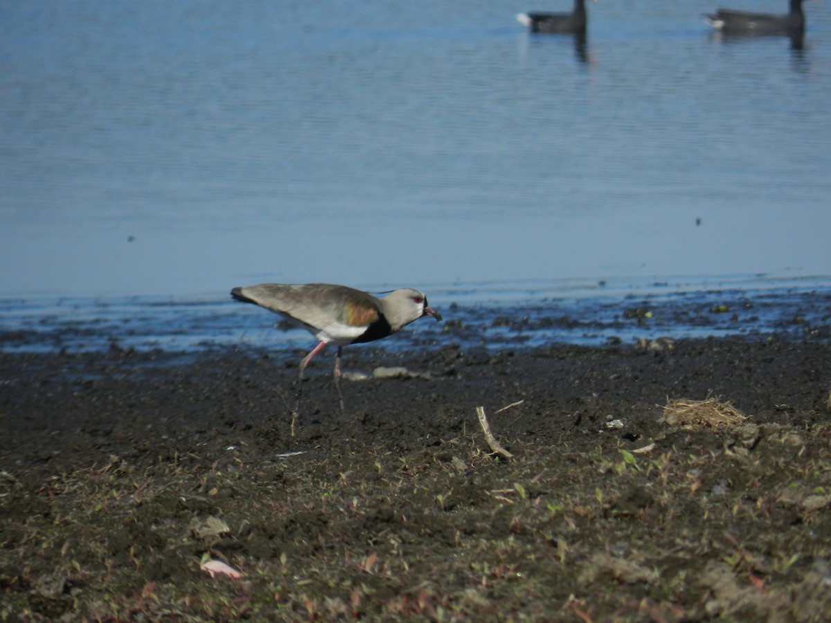 Southern Lapwing - Ana Suiyama