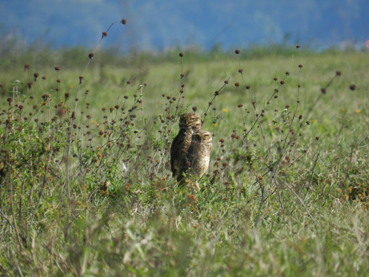 Burrowing Owl - Ana Suiyama