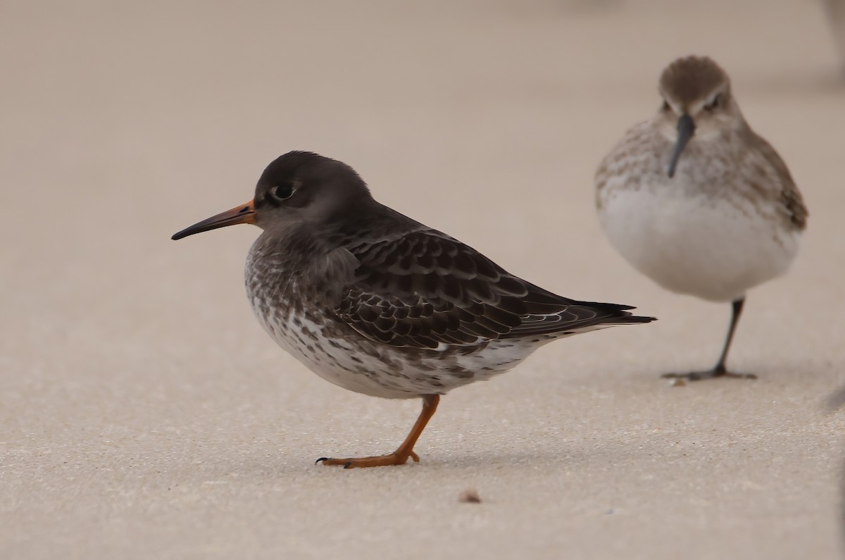 Purple Sandpiper - ML613034089