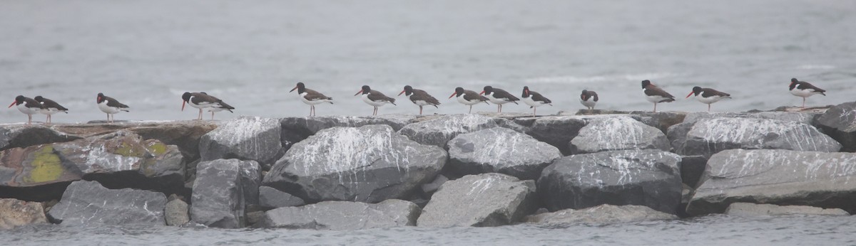 Purple Sandpiper - ML613034091