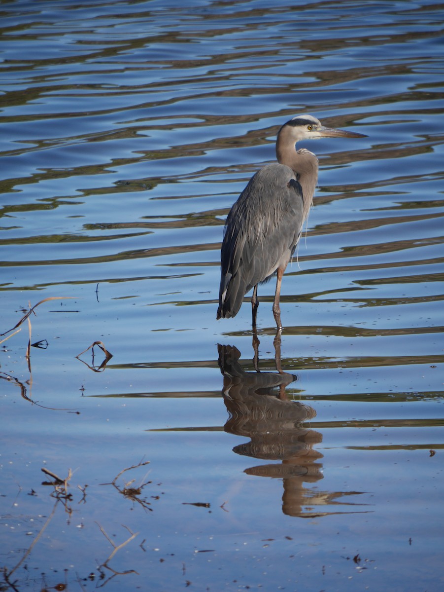 Great Blue Heron - ML613034096