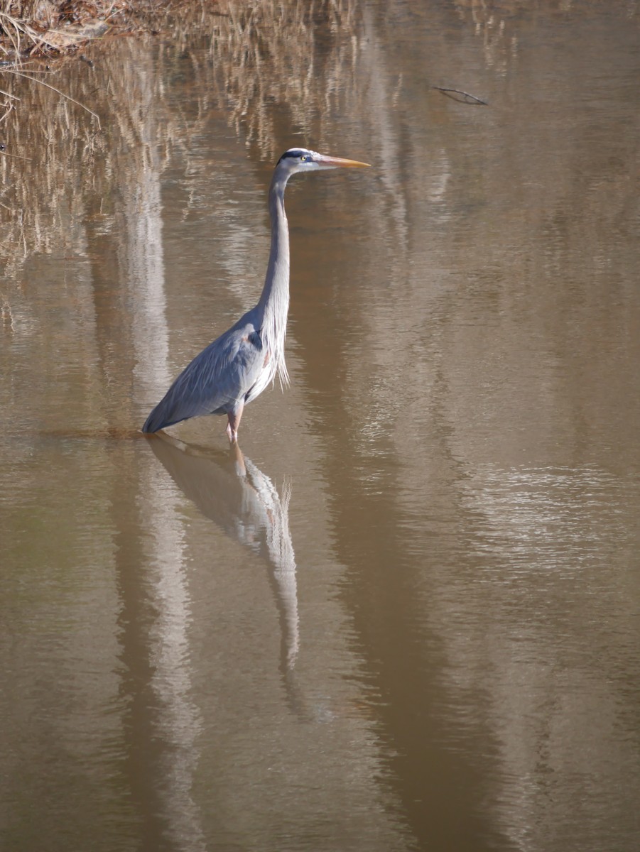 Great Blue Heron - ML613034098