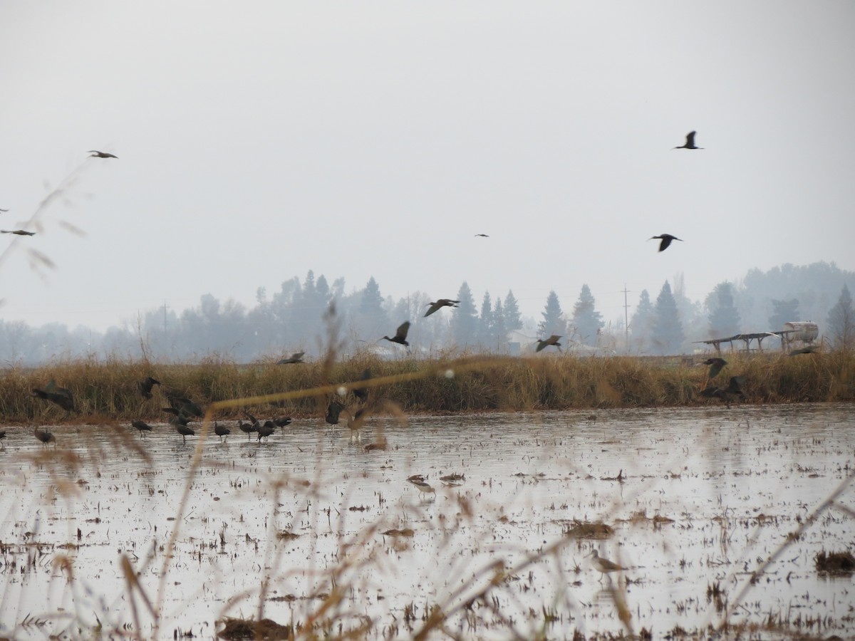 White-faced Ibis - ML613034102