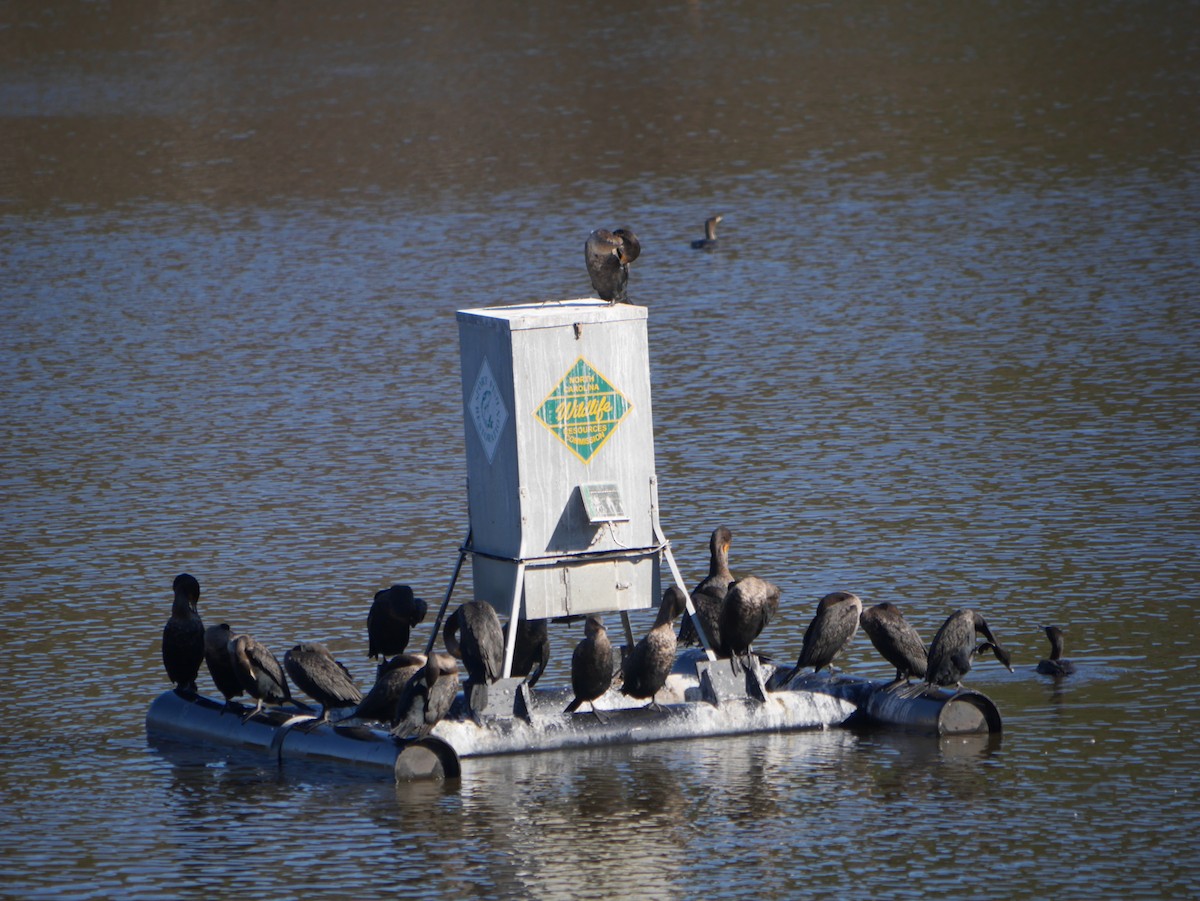 Double-crested Cormorant - ML613034112