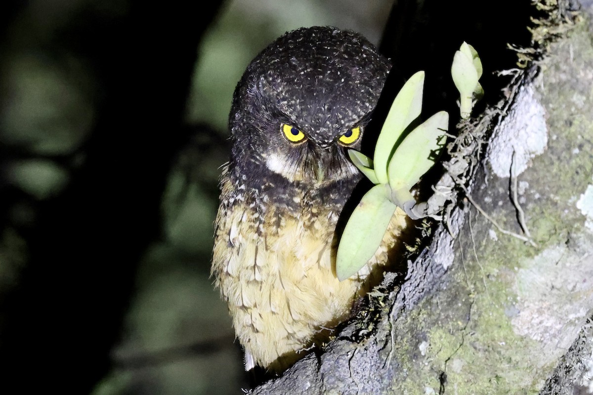 White-throated Screech-Owl - ML613034120