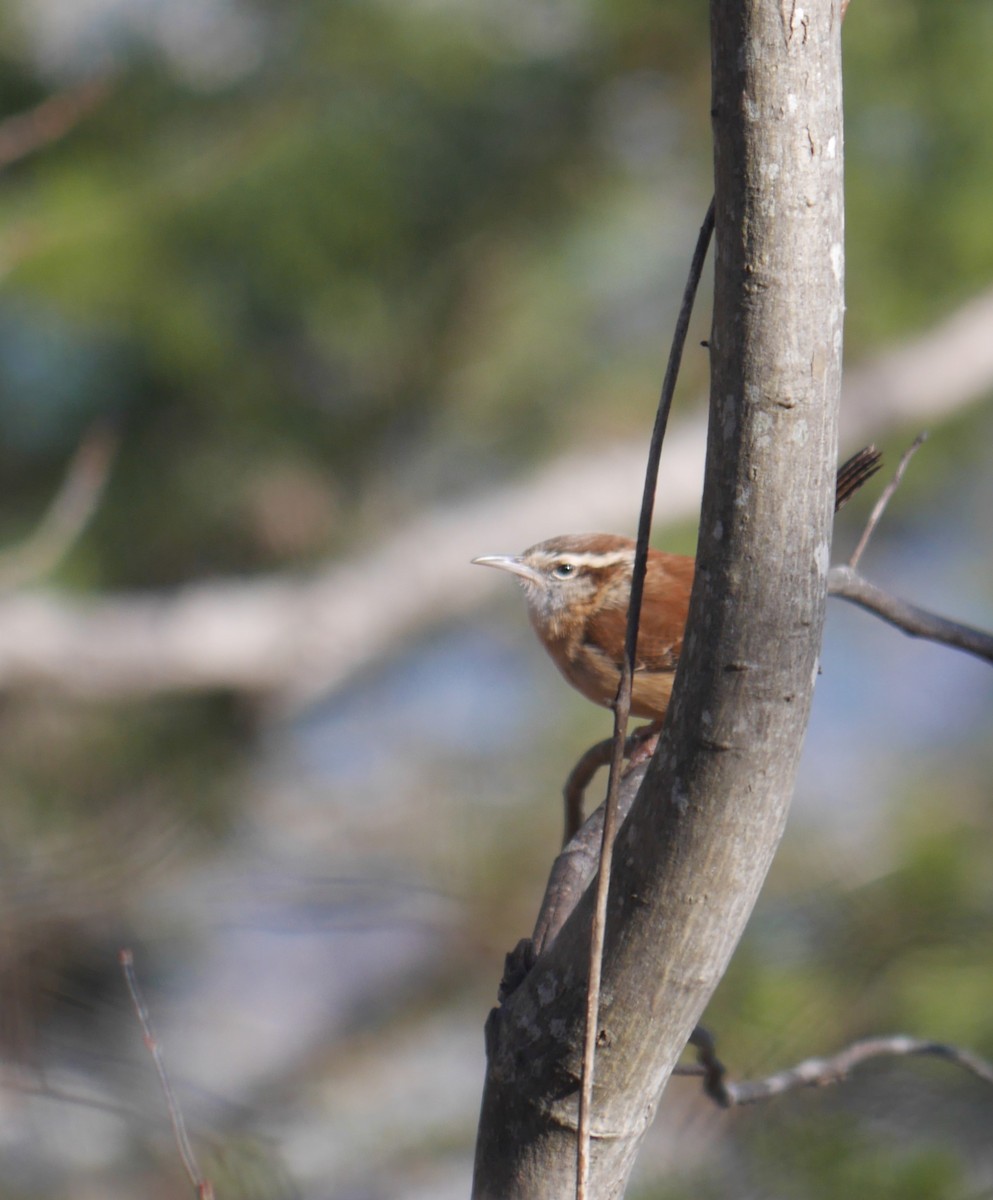 Carolina Wren - ML613034167