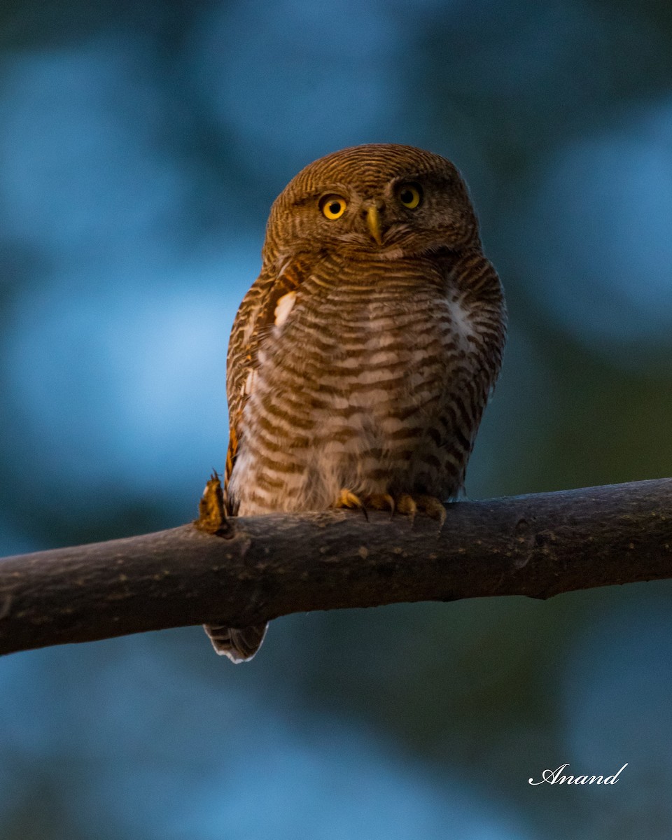 Jungle Owlet - ML613034181