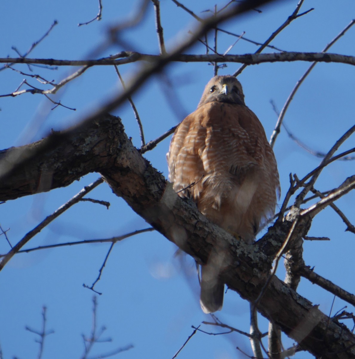 Red-shouldered Hawk - ML613034182