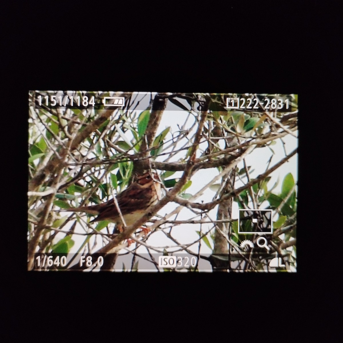 Little Bunting - ML613034210