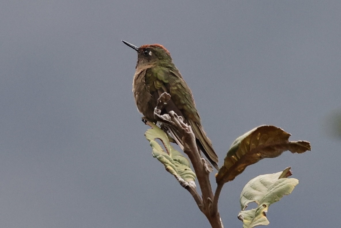kolibřík rezavokorunkatý - ML613034264
