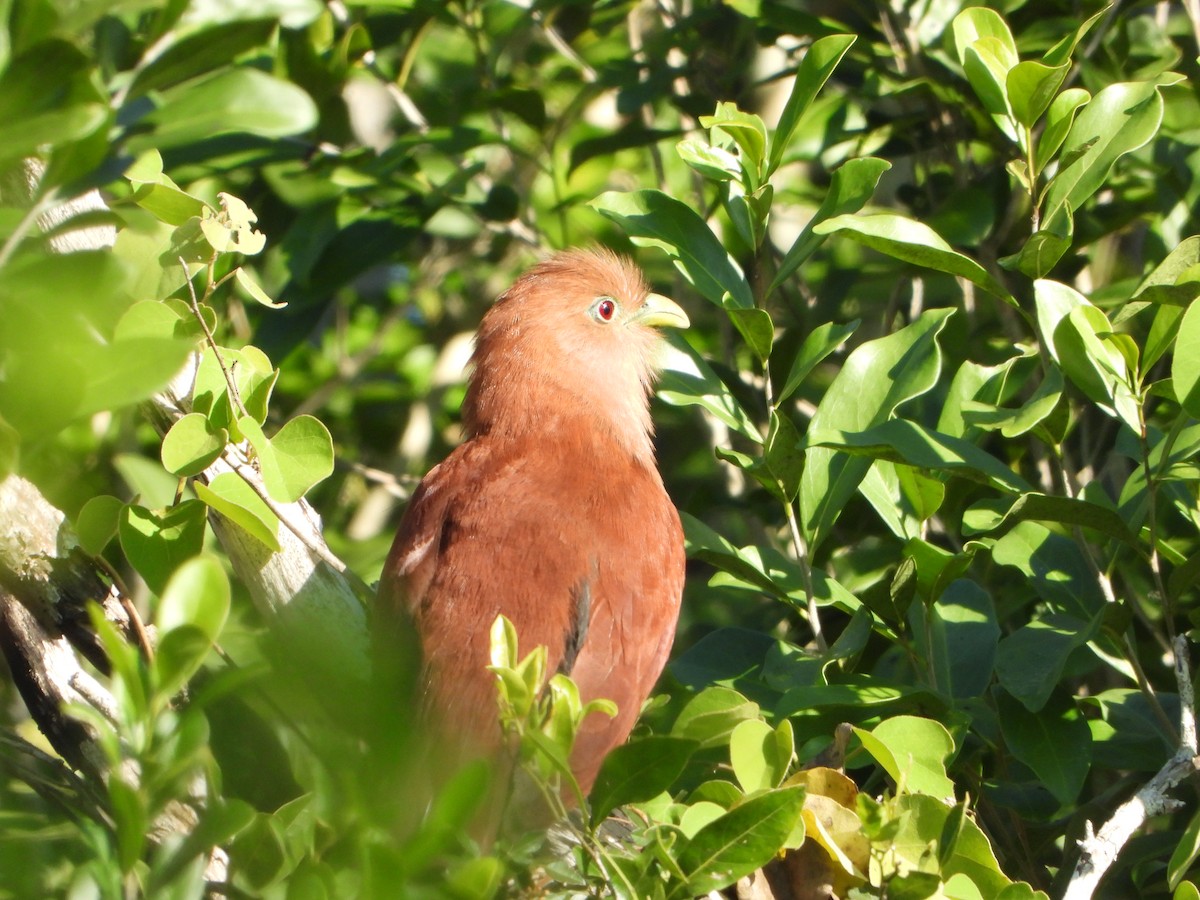 Squirrel Cuckoo - ML613034267