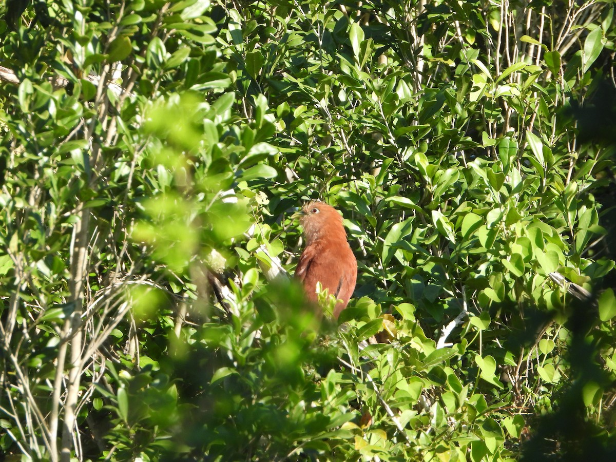 Squirrel Cuckoo - ML613034268