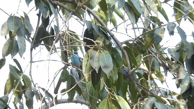 Verditer Flycatcher - ML613034285